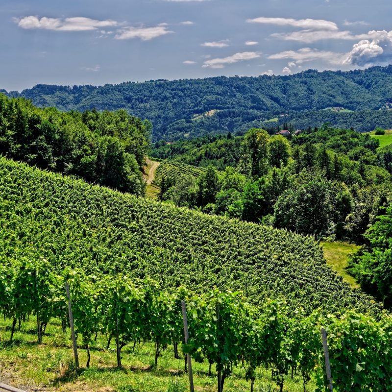DSC00370_DxOWeingarten DSC00370_DxOWeingarten
